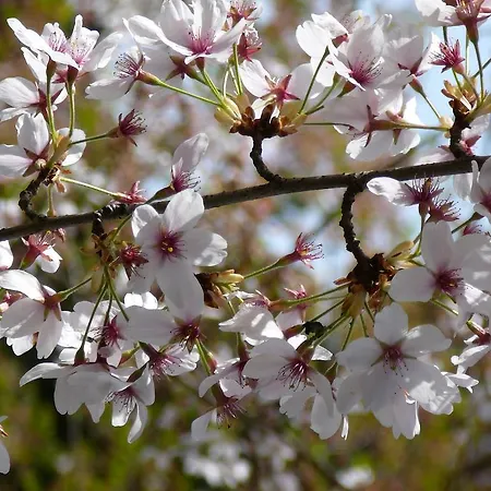 Winzerhof Unter Der Yburg * بادن بادن