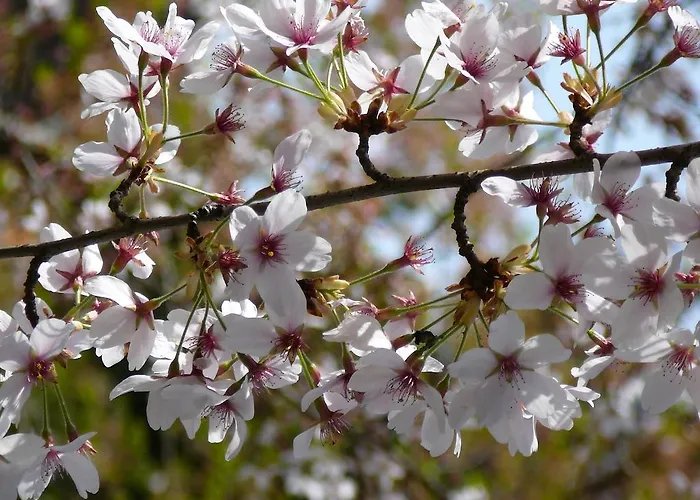 Winzerhof Unter Der Yburg * Baden-Baden